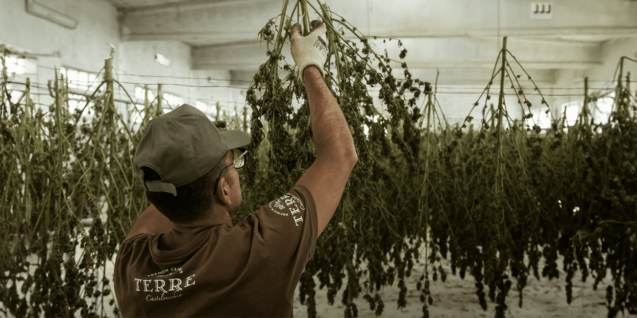 man drying cannabis plant